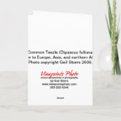 3 Teazerkarte Karte (Rückseite)