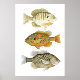 3 Untersuchungen zu Aquarellfarben bei Sunfish Poster