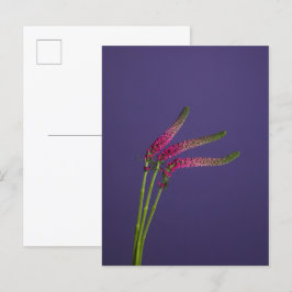 3 Veronica Blume Postkarte