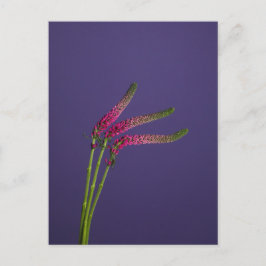 3 Veronica Blume Postkarte