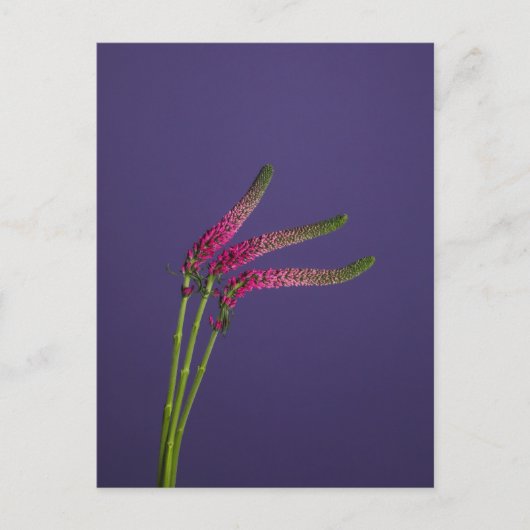 3 Veronica Blume Postkarte (Vorderseite)