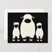 3 Walliser Schafe hintereinander Postkarte (Vorne/Hinten)