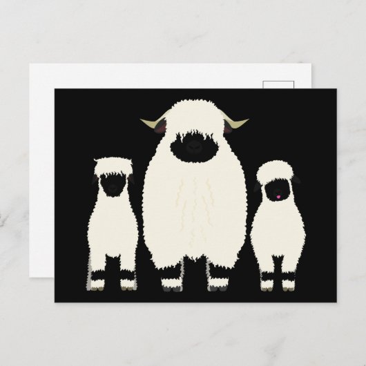 3 Walliser Schafe hintereinander Postkarte (Vorne/Hinten)