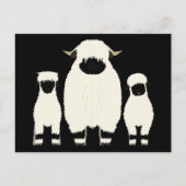3 Walliser Schafe hintereinander Postkarte (Vorderseite)