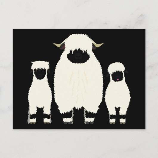 3 Walliser Schafe hintereinander Postkarte (Vorderseite)