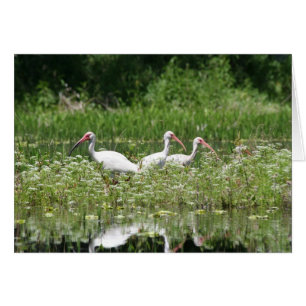 3 Weiß IBIS
