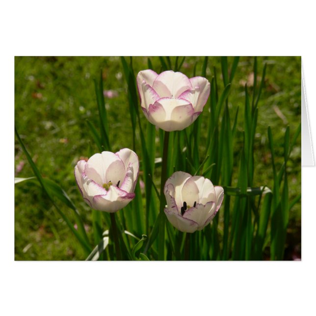 3 Weiß-Pink-Tulpenkarte (Vorderseite (Horizontal))