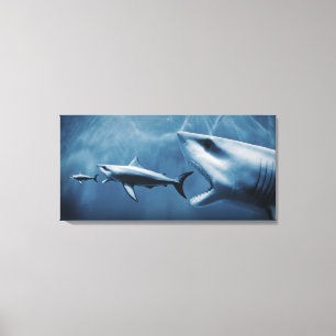 3 Weiße Haie (Carcharodon Carcharias) Leinwanddruck