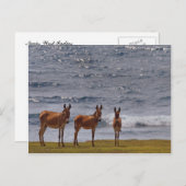 3 Wilde Esel am Meer Postkarte (Vorne/Hinten)