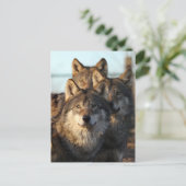 3 Wölfe Postkarte (Stehend Vorderseite)