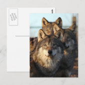 3 Wölfe Postkarte (Vorne/Hinten)