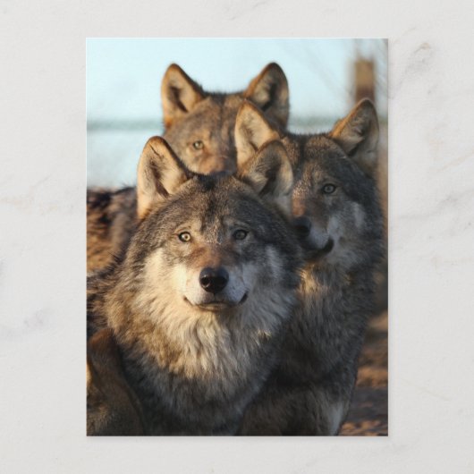 3 Wölfe Postkarte (Vorderseite)