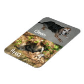 3" x 4" Sauberer/schmutziger Beagle Foto Geschirrs Magnet (Linke Seite)