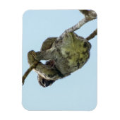 3-Zehenmagnet Magnet (Vertikal)