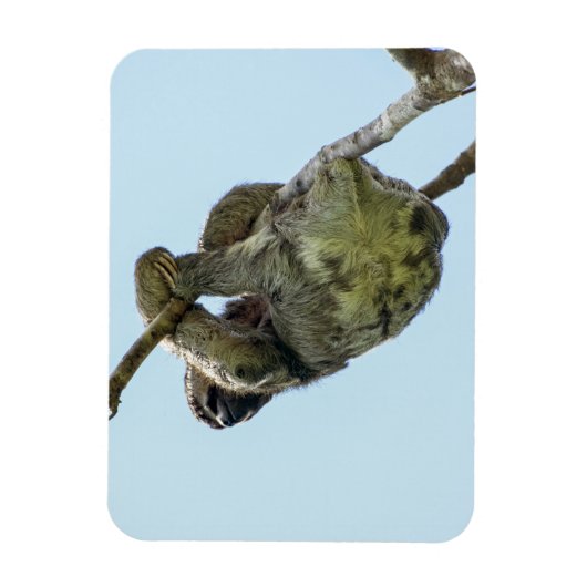 3-Zehenmagnet Magnet (Vertikal)