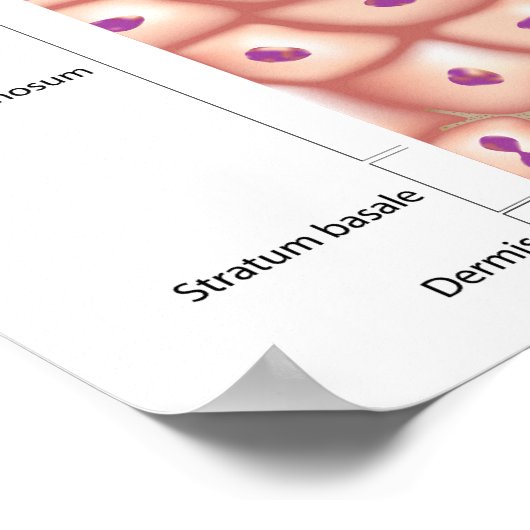 3D Anatomie des Epidermis Poster (Ecke)