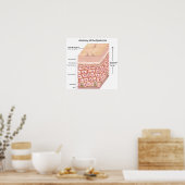 3D Anatomie des Epidermis Poster (Küche)
