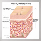 3D Anatomie des Epidermis Poster (Vorne)