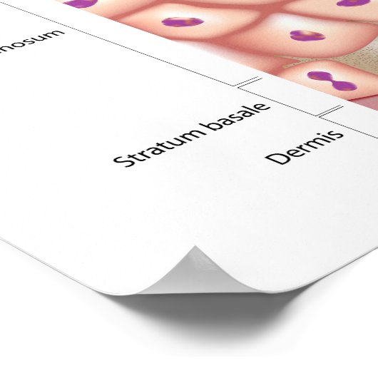 3D Anatomie des Epidermis Poster (Ecke)