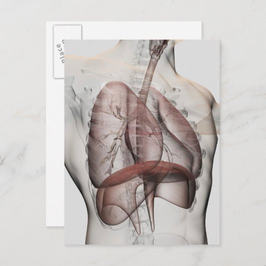 3D-Ansicht des männlichen Atemsystems Postkarte (Vorne/Hinten)