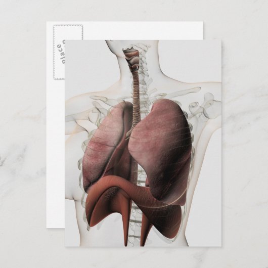 3D-Ansicht des weiblichen Atemsystems 3 Postkarte (Vorne/Hinten)