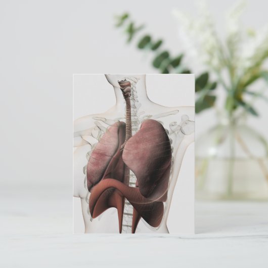 3D-Ansicht des weiblichen Atemsystems 3 Postkarte (Stehend Vorderseite)
