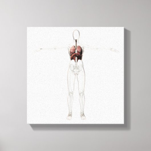 3D-Ansicht des weiblichen Atemsystems Leinwanddruck (Vorderseite)