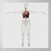 3D-Ansicht des weiblichen Atemsystems Poster (Vorne)