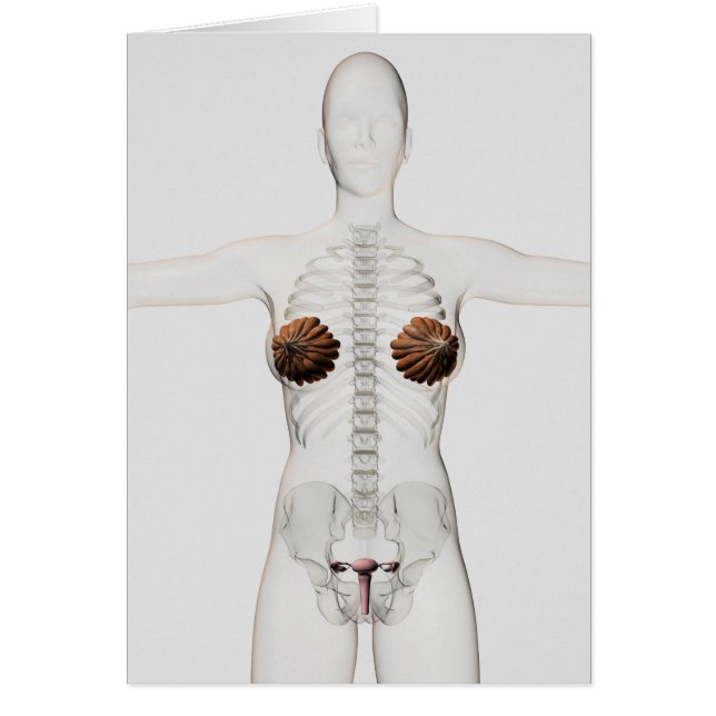 3D Ansicht des weiblichen Fortpflanzungssystems (Vorne)