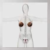 3D Ansicht des weiblichen Fortpflanzungssystems Poster (Vorne)