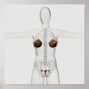 3D Ansicht des weiblichen Fortpflanzungssystems Poster