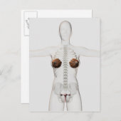 3D Ansicht des weiblichen Fortpflanzungssystems Postkarte (Vorne/Hinten)