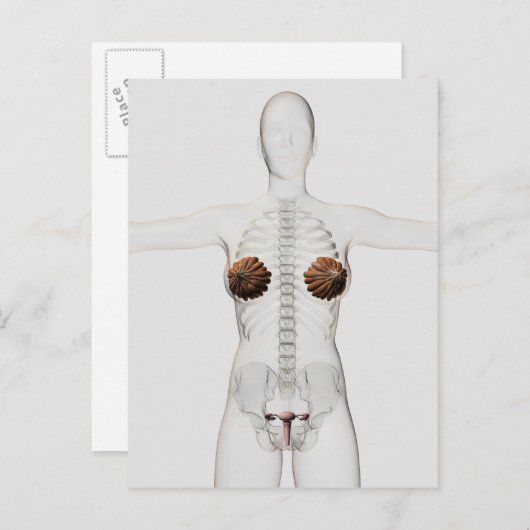 3D Ansicht des weiblichen Fortpflanzungssystems Postkarte (Vorne/Hinten)
