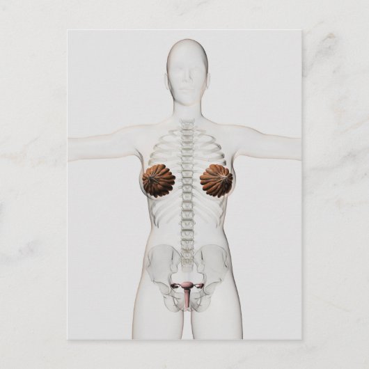 3D Ansicht des weiblichen Fortpflanzungssystems Postkarte (Vorderseite)