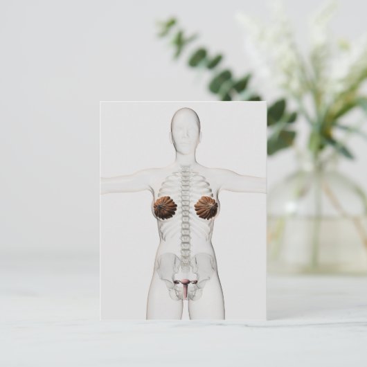 3D Ansicht des weiblichen Fortpflanzungssystems Postkarte (Stehend Vorderseite)