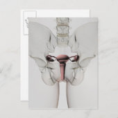 3D-Ansicht des weiblichen Fortpflanzungssystems Postkarte (Vorne/Hinten)