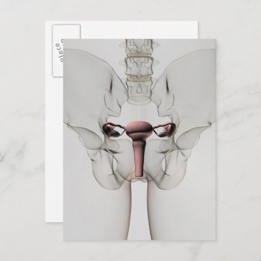 3D-Ansicht des weiblichen Fortpflanzungssystems Postkarte (Vorne/Hinten)
