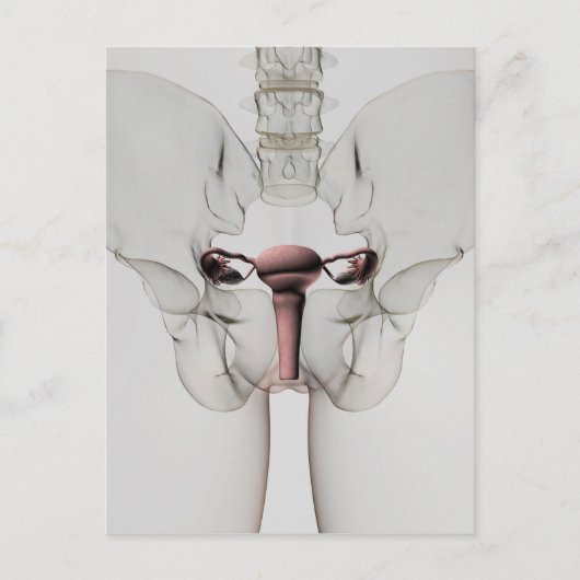3D-Ansicht des weiblichen Fortpflanzungssystems Postkarte (Vorderseite)