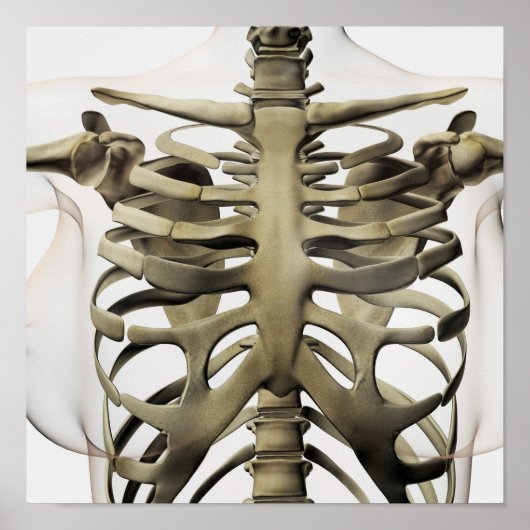 3D Ansicht weiblicher Sternum- und Rippenkäfige Poster (Vorne)