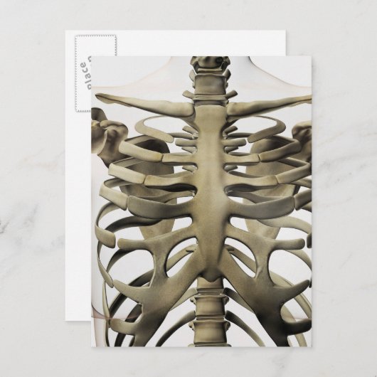 3D Ansicht weiblicher Sternum- und Rippenkäfige Postkarte (Vorne/Hinten)