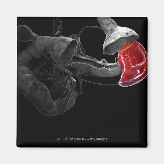 3D-Darstellung der Milz Magnet (Vorne)
