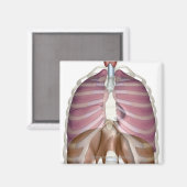 3d Darstellung des Atemsystems Magnet (Vorderseite/Rückseite)