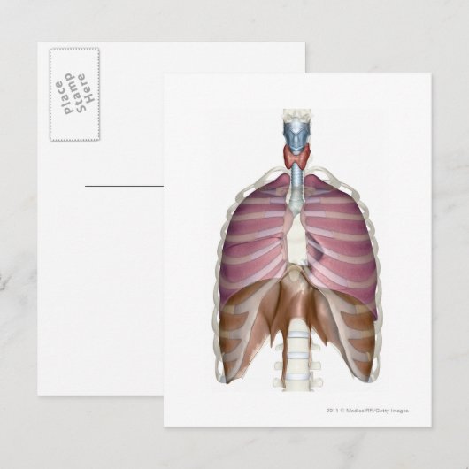 3d Darstellung des Atemsystems Postkarte (Vorne/Hinten)