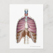 3d Darstellung des Atemsystems Postkarte (Vorderseite)