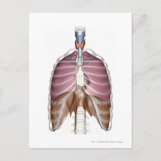 3d Darstellung des Atemsystems Postkarte (Vorderseite)