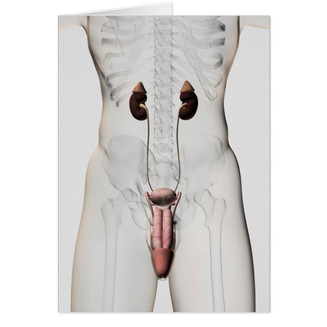 3D-Darstellung des männlichen Fortpflanzungssystem (Vorne)