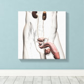 3D-Darstellung des männlichen Fortpflanzungssystem Leinwanddruck (Insitu (Holzboden))