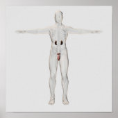 3D-Darstellung des männlichen Fortpflanzungssystem Poster (Vorne)