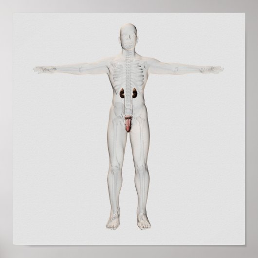 3D-Darstellung des männlichen Fortpflanzungssystem Poster (Vorne)