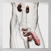 3D-Darstellung des männlichen Fortpflanzungssystem Poster (Vorne)